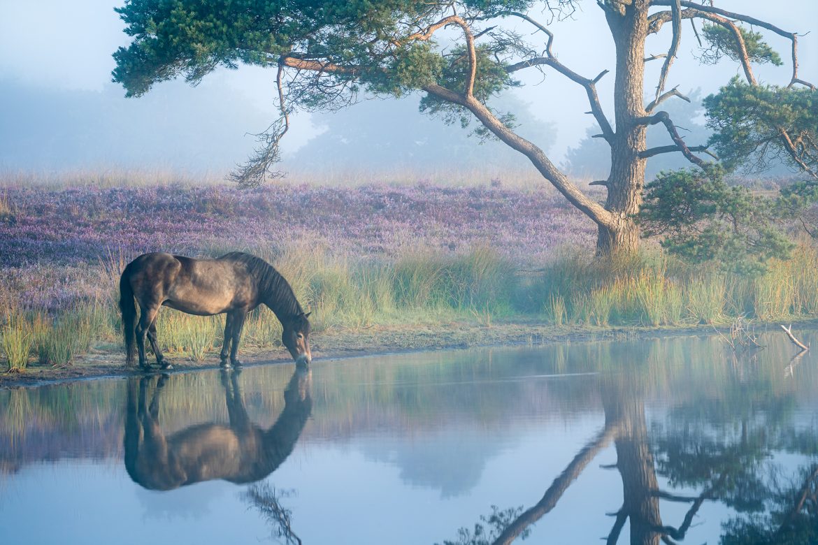 paard haalt water uit meertje