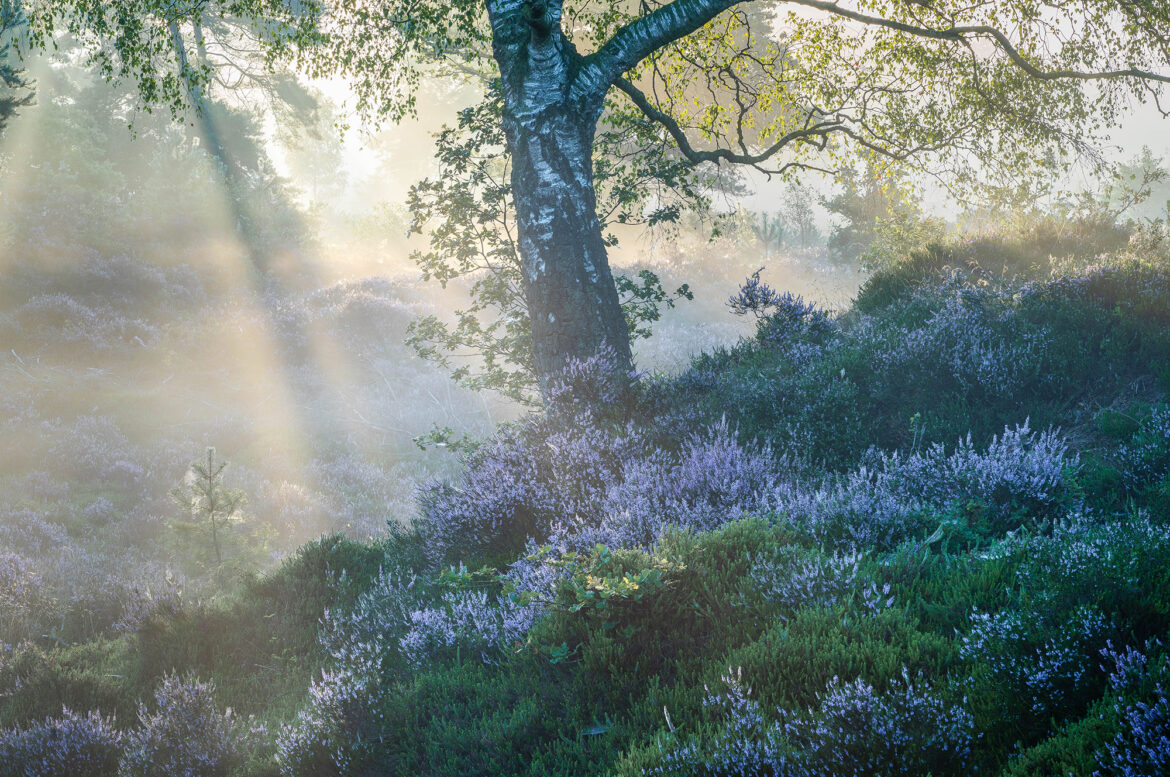 Heide in het schaduw